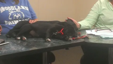 penny puppy